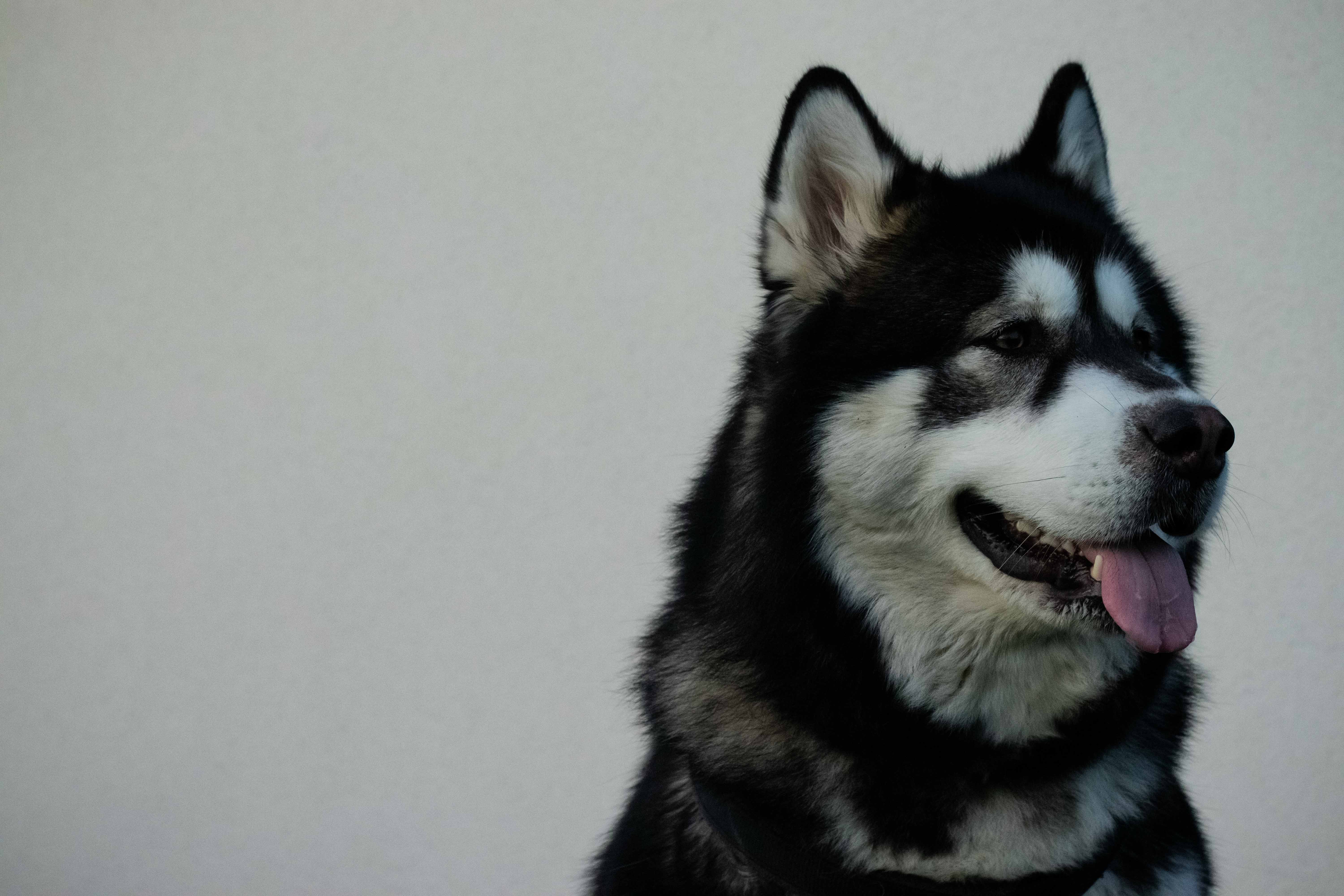 Photo d'un husky tirant la langue
